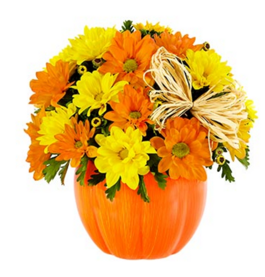 The Daisy Pumpkin Patch - Box Roses | Florist